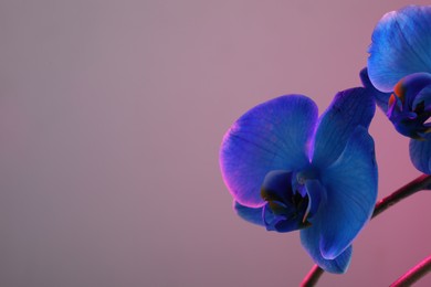Photo of Beautiful blue orchid flower on color background, closeup. Space for text