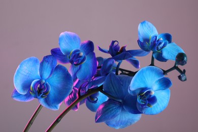 Photo of Beautiful blue orchid flower on color background, closeup