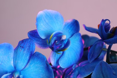 Photo of Beautiful blue orchid flower on color background, closeup