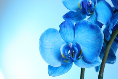 Photo of Beautiful blue orchid flower on color background, closeup. Space for text