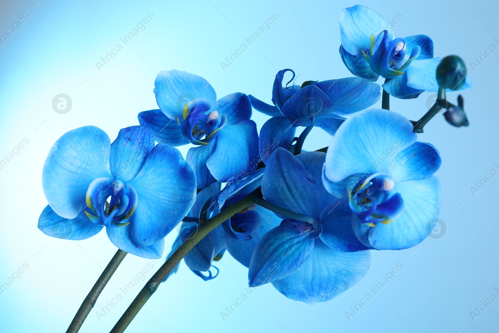 Beautiful blue orchid flower on color background, closeup Photo of Beautiful blue orchid flower on color background, closeup