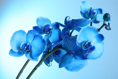 Photo of Beautiful blue orchid flower on color background, closeup