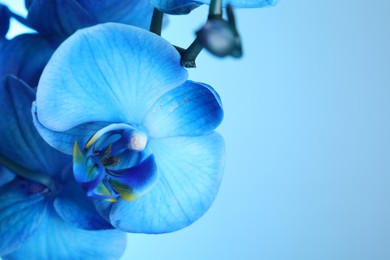 Photo of Beautiful blue orchid flower on color background, closeup. Space for text