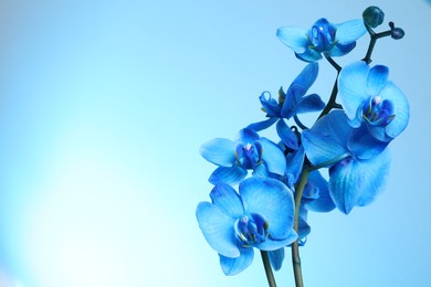 Photo of Beautiful blue orchid flower on color background. Space for text