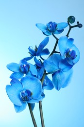 Photo of Beautiful blue orchid flower on color background