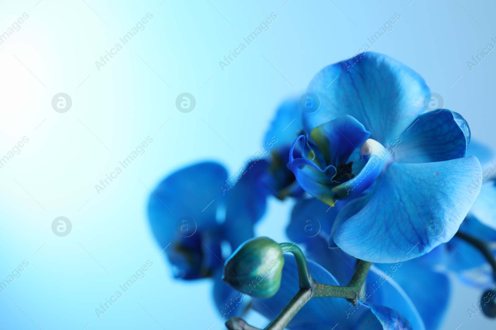Beautiful blue orchid flower on color background, closeup. Space for text Photo of Beautiful blue orchid flower on color background, closeup. Space for text