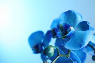 Photo of Beautiful blue orchid flower on color background, closeup. Space for text