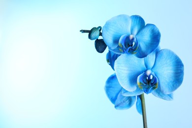 Photo of Beautiful blue orchid flower on color background, closeup. Space for text