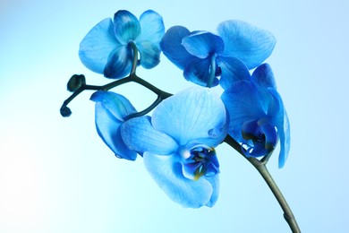 Photo of Beautiful blue orchid flower on color background, closeup