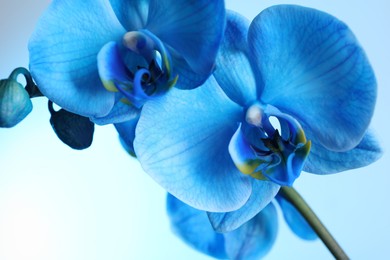 Photo of Beautiful blue orchid flower on color background, closeup