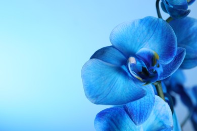 Photo of Beautiful blue orchid flower on color background, closeup. Space for text