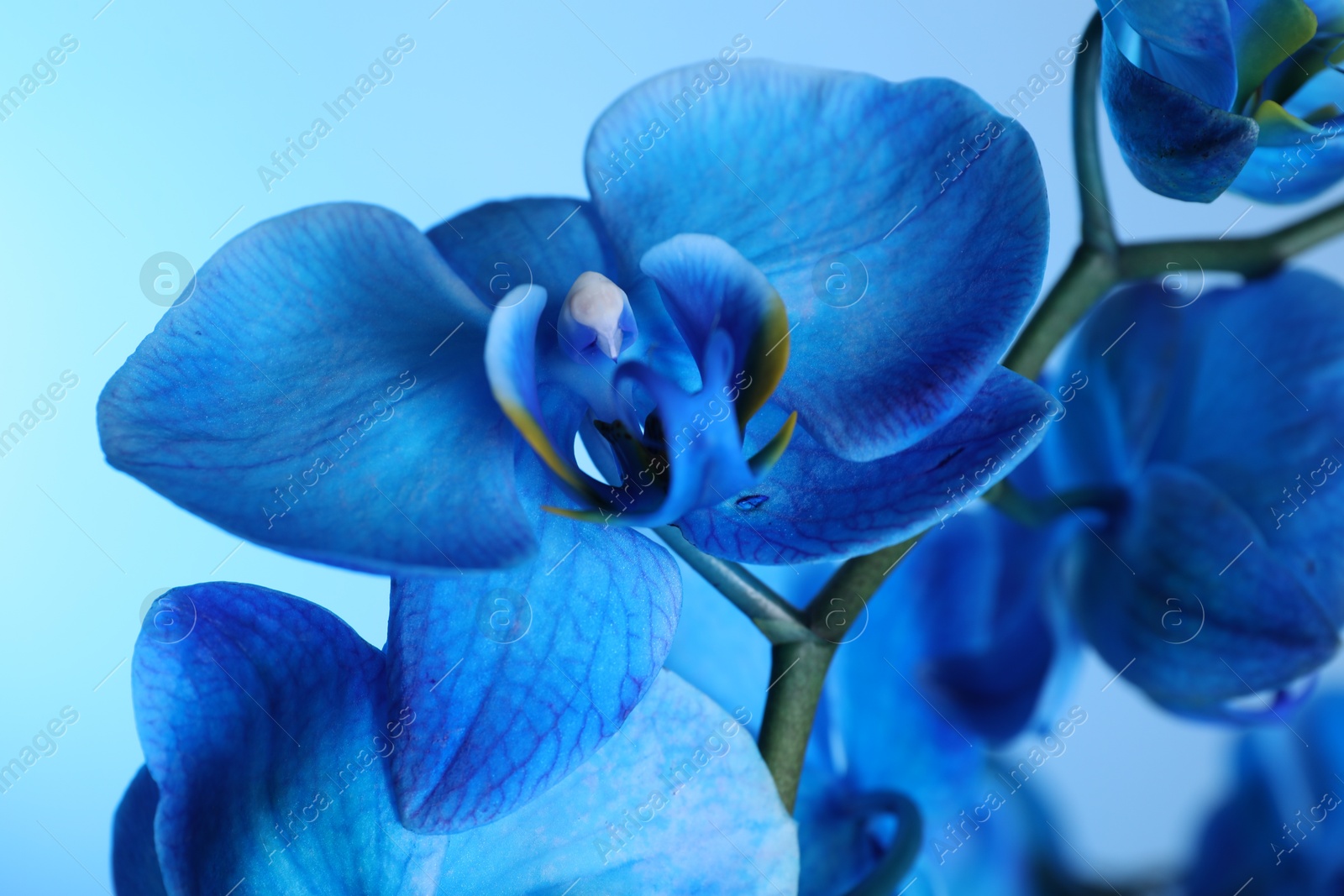 Beautiful blue orchid flower on color background, closeup Photo of Beautiful blue orchid flower on color background, closeup