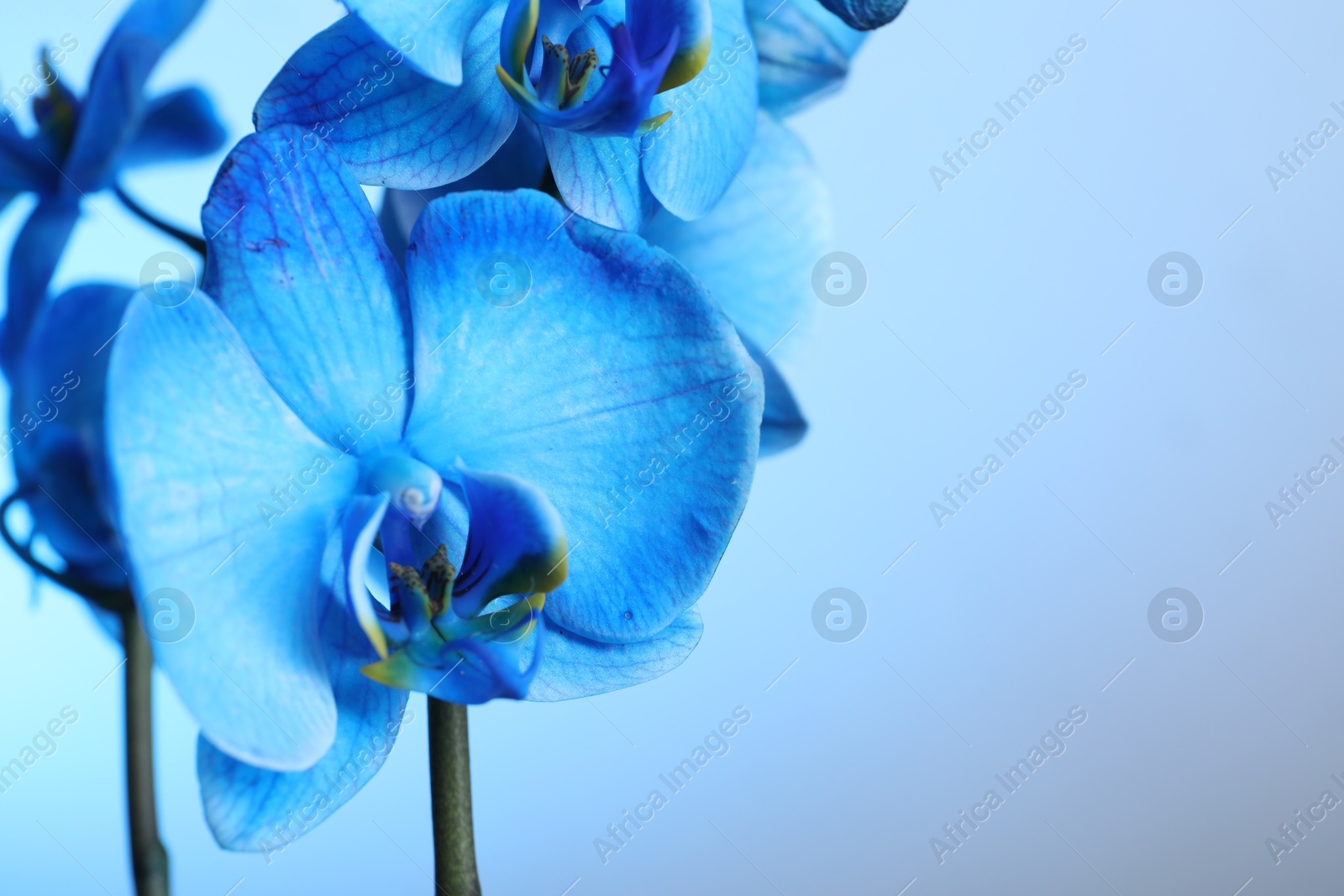 Beautiful blue orchid flower on color background, closeup. Space for text Photo of Beautiful blue orchid flower on color background, closeup. Space for text