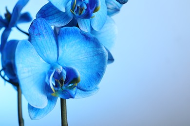 Photo of Beautiful blue orchid flower on color background, closeup. Space for text