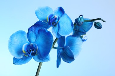 Photo of Beautiful blue orchid flower on color background, closeup