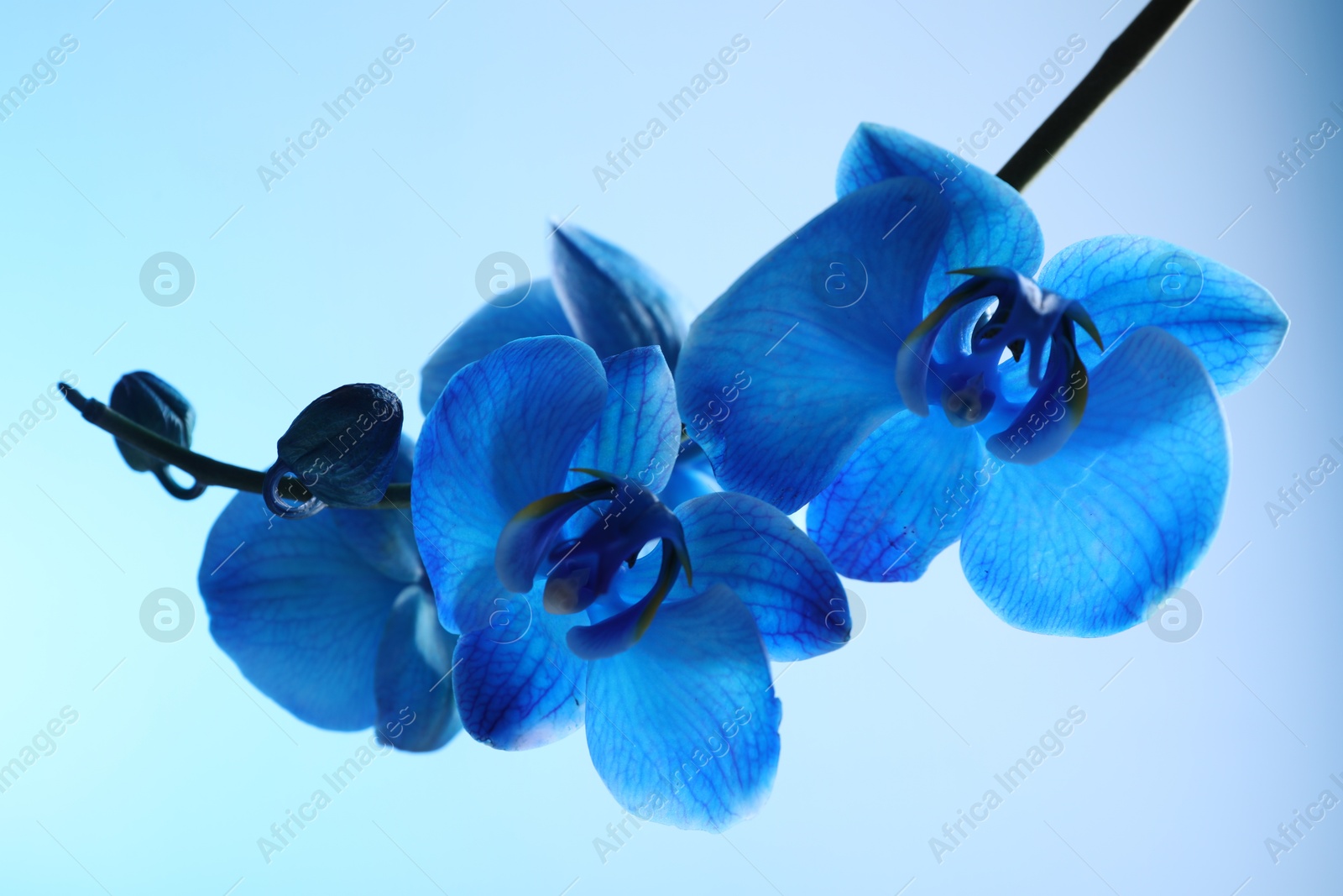 Beautiful blue orchid flower on color background, closeup Photo of Beautiful blue orchid flower on color background, closeup