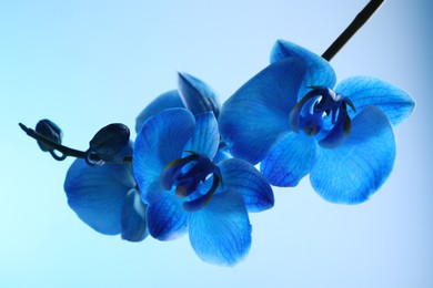 Photo of Beautiful blue orchid flower on color background, closeup