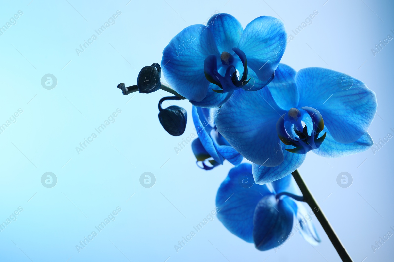 Beautiful blue orchid flower on color background, closeup. Space for text Photo of Beautiful blue orchid flower on color background, closeup. Space for text
