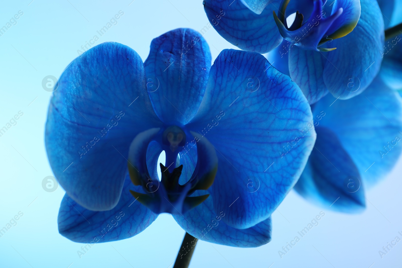 Beautiful blue orchid flower on color background, closeup Photo of Beautiful blue orchid flower on color background, closeup