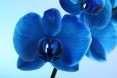 Photo of Beautiful blue orchid flower on color background, closeup
