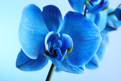 Photo of Beautiful blue orchid flower on color background, closeup