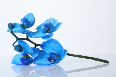 Photo of Beautiful blue orchid flower isolated on white