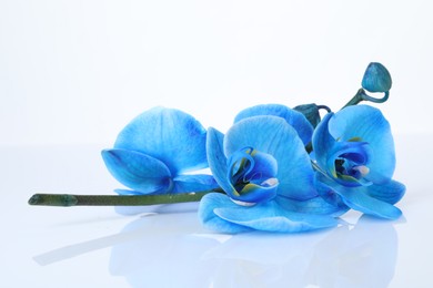 Photo of Beautiful blue orchid flower isolated on white