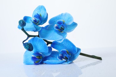 Photo of Beautiful blue orchid flower isolated on white