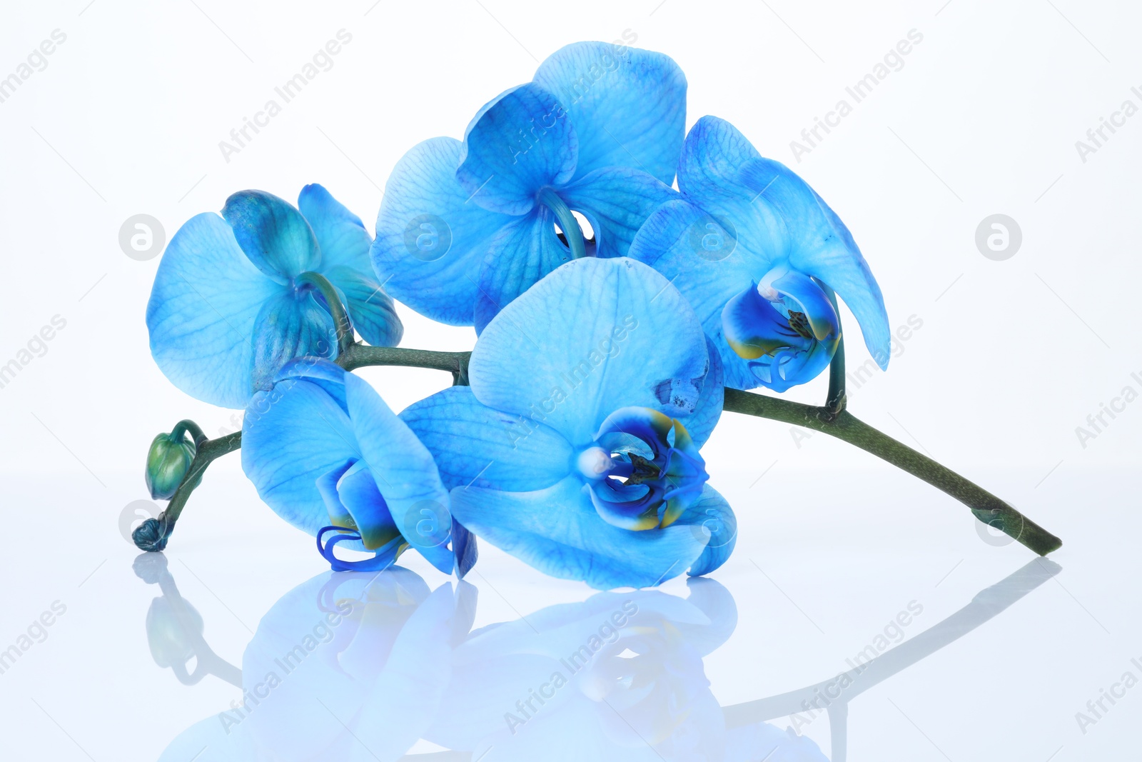 Beautiful blue orchid flowers on mirror surface against white background Photo of Beautiful blue orchid flowers on mirror surface against white background