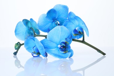 Photo of Beautiful blue orchid flowers on mirror surface against white background