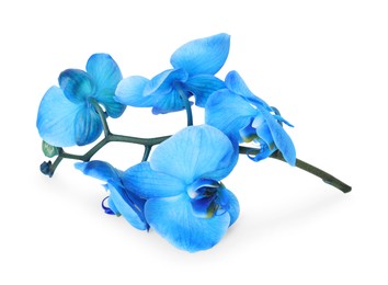 Photo of Beautiful blue orchid flowers isolated on white