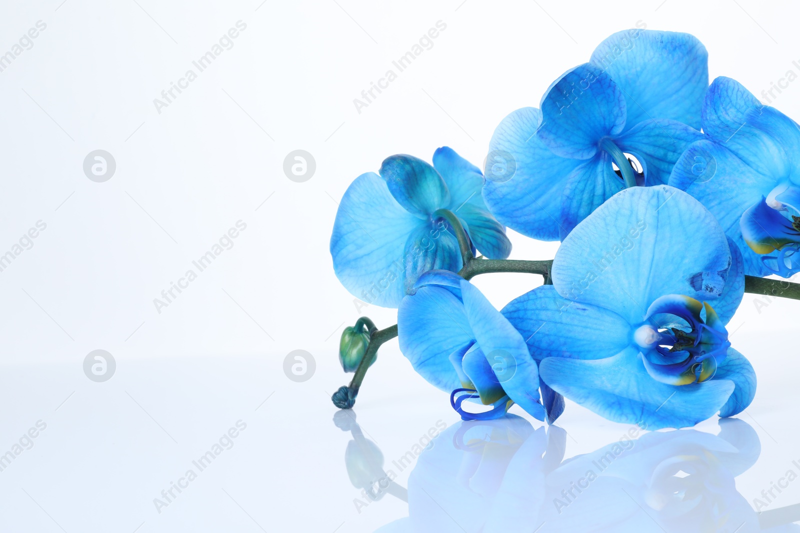 Beautiful blue orchid flowers on mirror surface against white background Photo of Beautiful blue orchid flowers on mirror surface against white background