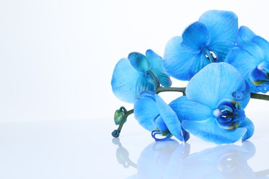 Photo of Beautiful blue orchid flowers on mirror surface against white background