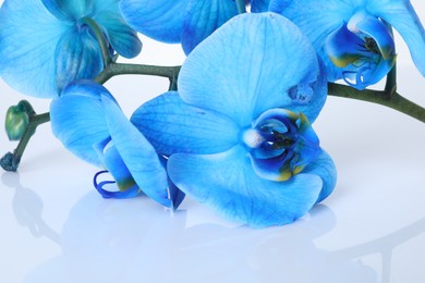 Photo of Beautiful blue orchid flowers on mirror surface, closeup