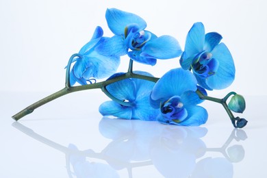 Photo of Beautiful blue orchid flowers on mirror surface against white background