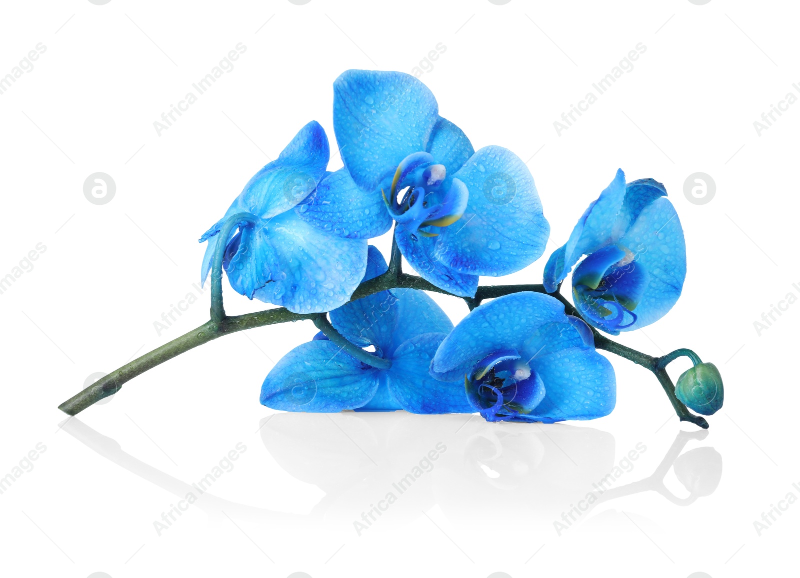 Beautiful blue orchid flowers on mirror surface against white background Photo of Beautiful blue orchid flowers on mirror surface against white background