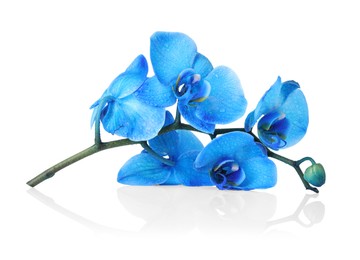 Photo of Beautiful blue orchid flowers on mirror surface against white background