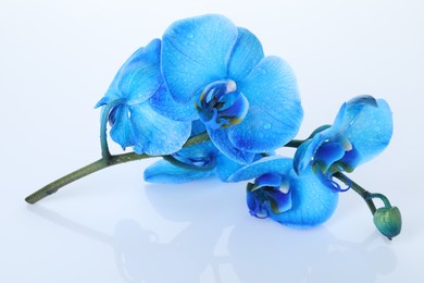 Photo of Beautiful blue orchid flowers on mirror surface against white background