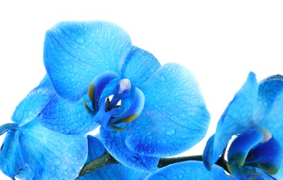 Photo of Beautiful blue orchid flowers isolated on white