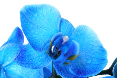 Photo of Beautiful blue orchid flowers isolated on white