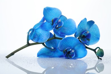 Photo of Beautiful blue orchid flowers on mirror surface against white background