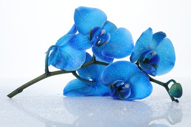 Beautiful blue orchid flowers on mirror surface against white background