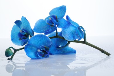 Photo of Beautiful blue orchid flowers on mirror surface against white background