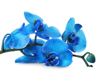 Photo of Beautiful blue orchid flowers isolated on white
