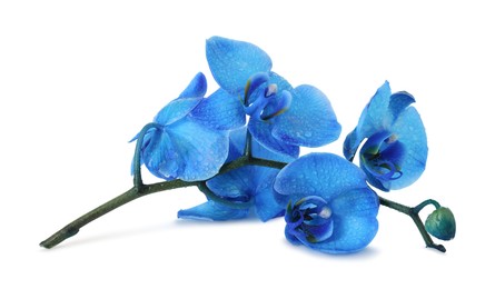 Photo of Beautiful blue orchid flowers on mirror surface against white background