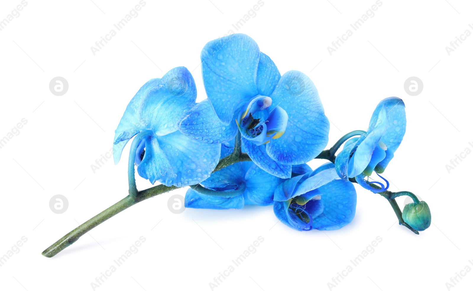 Photo of Beautiful blue orchid flowers isolated on white