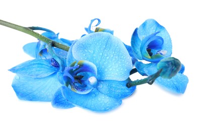 Photo of Beautiful blue orchid flowers isolated on white