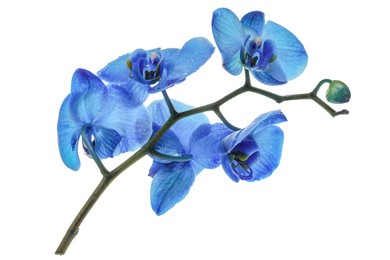 Photo of Beautiful blue orchid flowers isolated on white