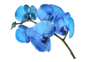 Photo of Beautiful blue orchid flowers isolated on white