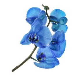 Photo of Beautiful blue orchid flowers isolated on white